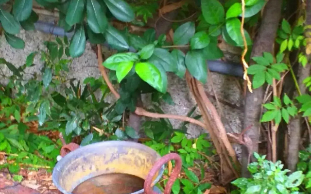 Un Giardino a Due Passi dal Mare