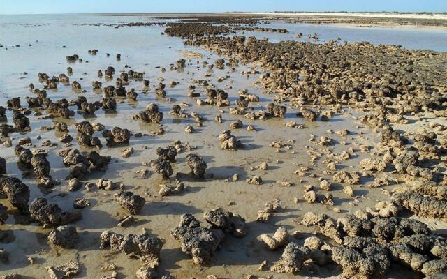 Hamelin Pool Caravan Park