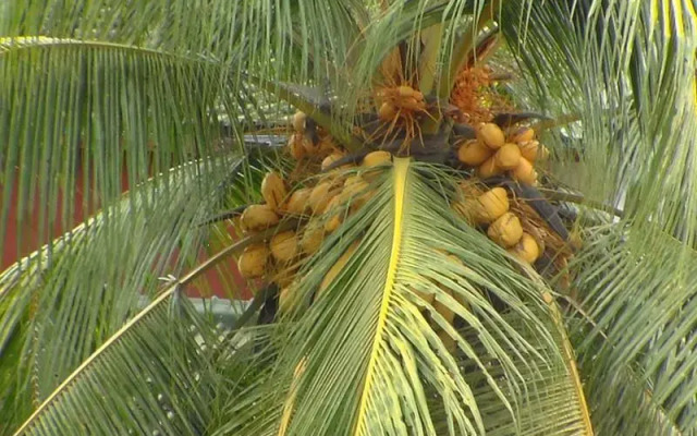 Pondok Wisata Anugrah Jaya Pangandaran Guesthouse