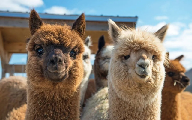 Residence Terre Gialle