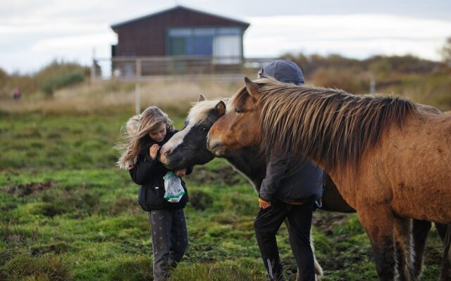 Hestaland Guesthouse Horse Farm Stay