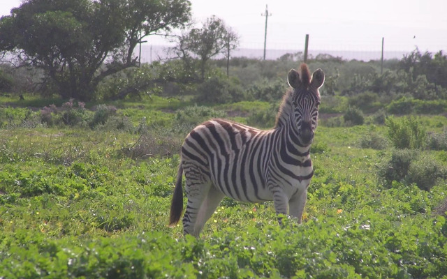 Thali Thali Game Lodge