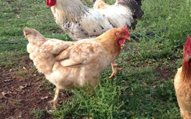 Agriturismo Podere Ficareto