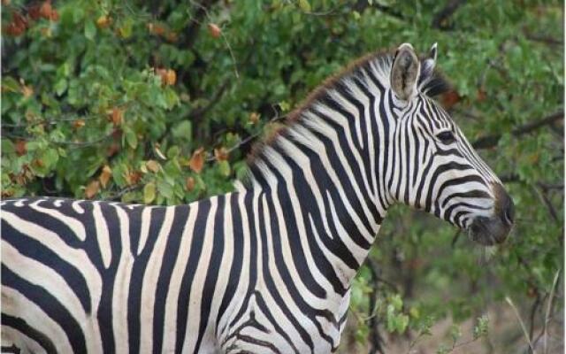 Masorini Bush Lodge