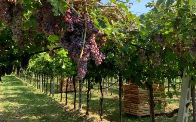 Casa Rosetta Valpolicella