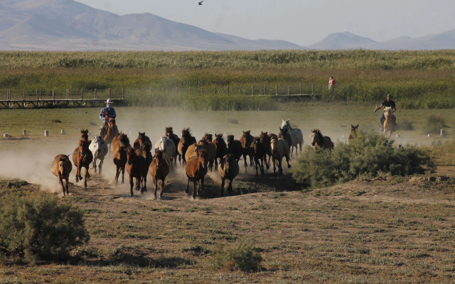 Sultan Pansion Bird Paradise