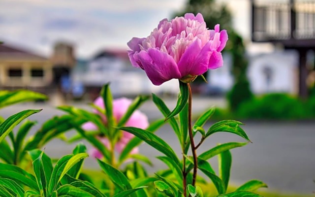 Le Motel au Vieux Frontenac