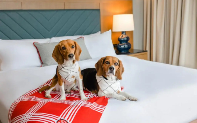 The Highlander at Radford, Tapestry Collection by Hilton