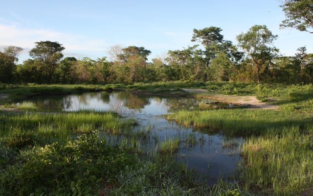 Miombo Safari Camp