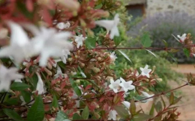 Residence Borgo Alto