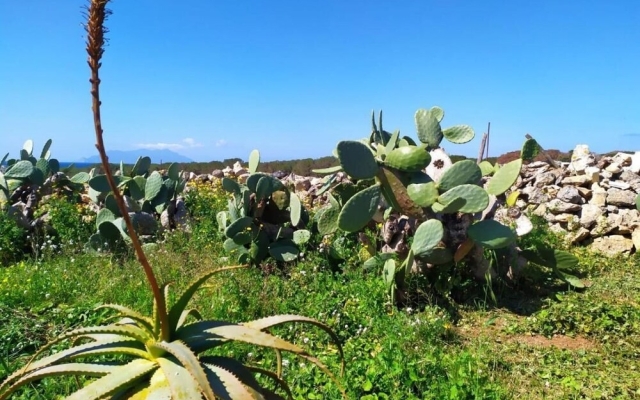 Casa Minerva Favignana -cala Rotonda