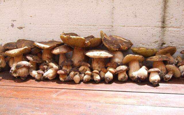 Agriturismo Le Castellare