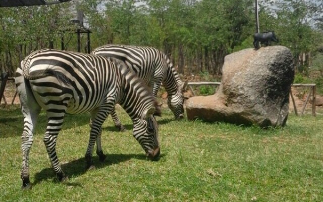 Warthogs Safari Camp