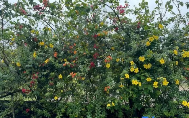 MyGarden Villa Binh Chau Hotspring