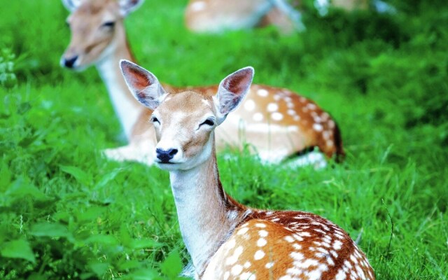 Furnished Chalet Located near Oisterwijkse Vennen