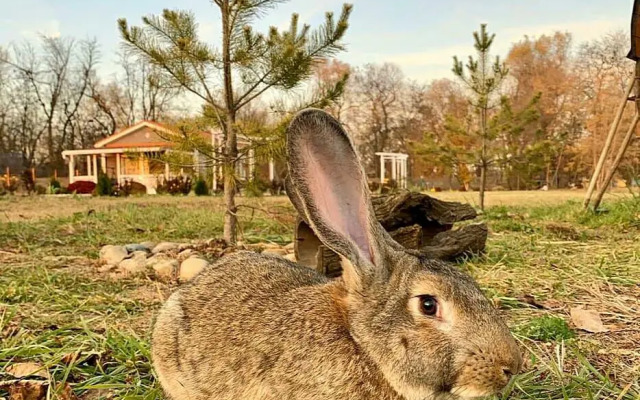 Творческий глэмпинг Скворечник