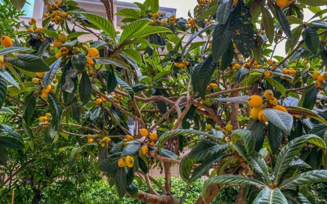 Al Giardino Del Nespolo