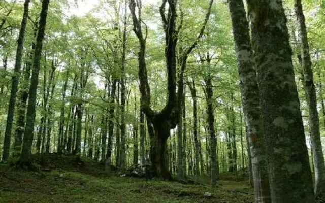 Affittacamere Prato Rosso