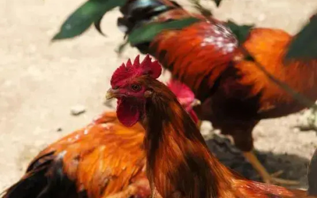 Yungu Shanfang Hostel