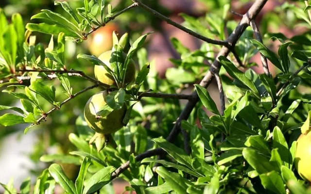 Cirali Flora Pension