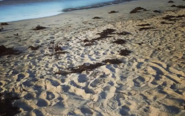 Palm Beach Bungalows