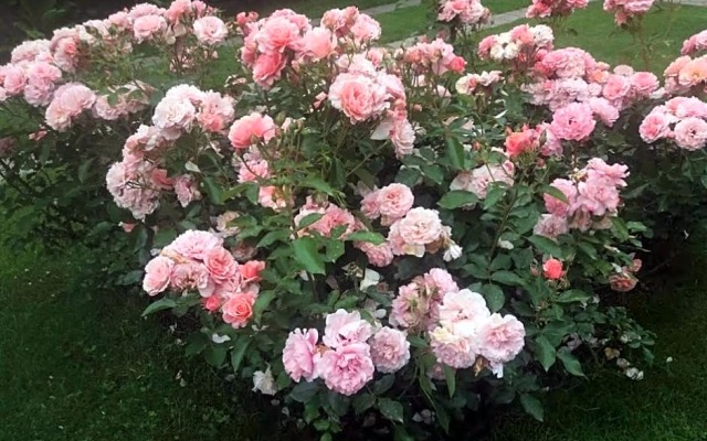 Bed and Breakfast Casetta delle Rose