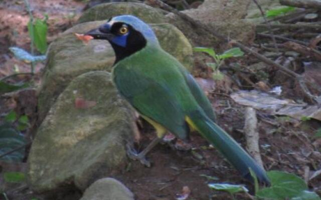 Macaw Bank Jungle Lodge