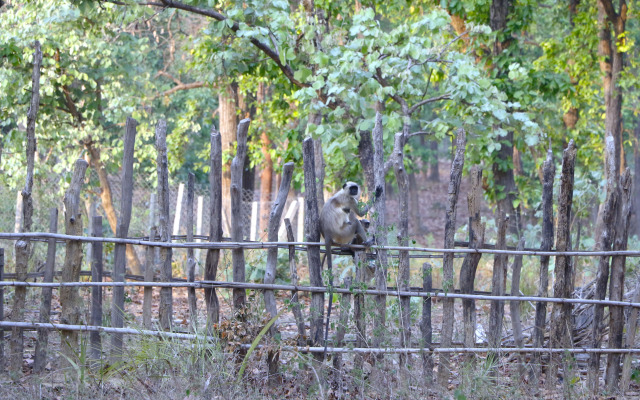 Atulya Kanchi Camp Hotel