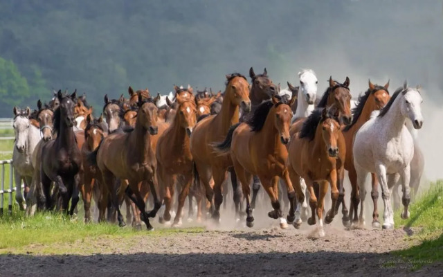 Willa Stara Wozownia