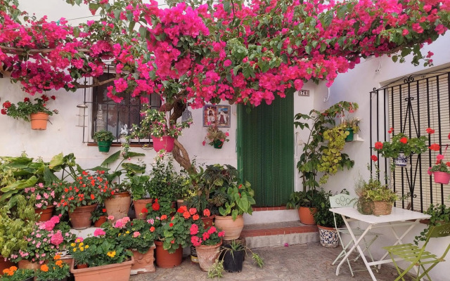 La buganvilla de Juana y Antonio