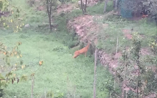 Il Capriolo  Bed&Breakfast