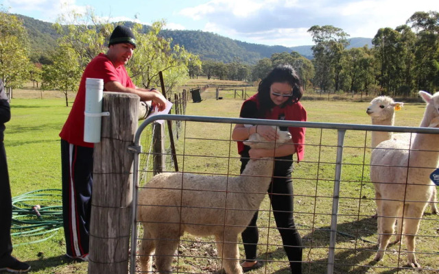 Starline Alpacas Farmstay Resort