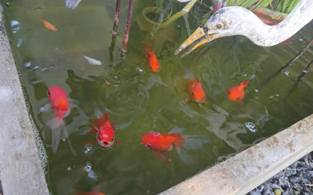 Lopburi Palm Resort
