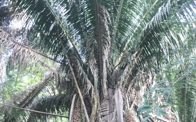 Mango Walk Inn