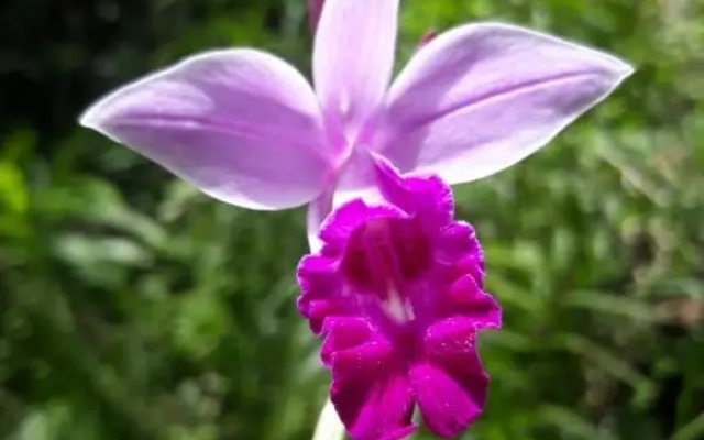 Rainforest River Edge