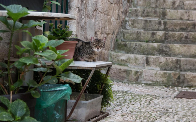 Ella la Bella III Dubrovnik Old town