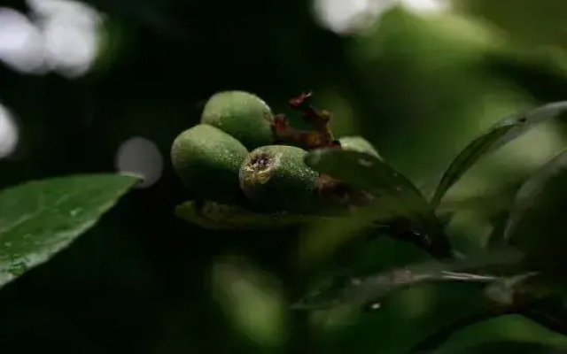 Two mus of Banvilla Tangquan Meisu (SHISHE Store)