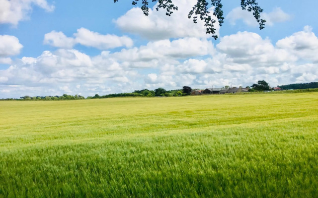 The Little Beech Tree