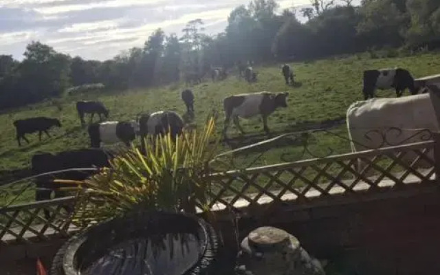 Auld Mother Hubbard's Burton