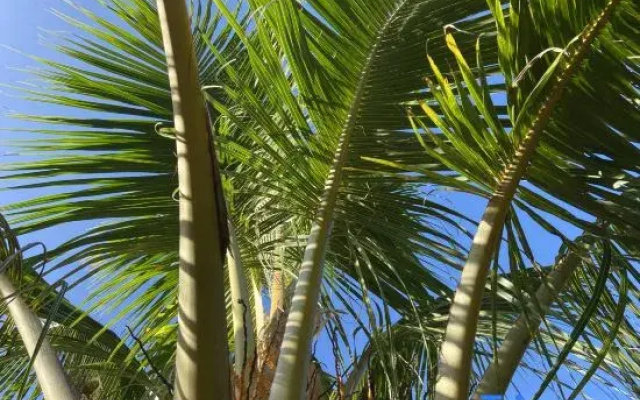 Sanya Xiaoyue Homestay (Haitang Bay International Duty Free City Branch)