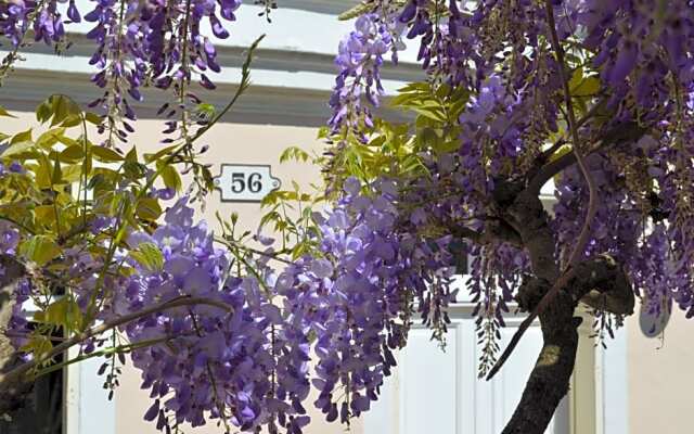 Wisteria