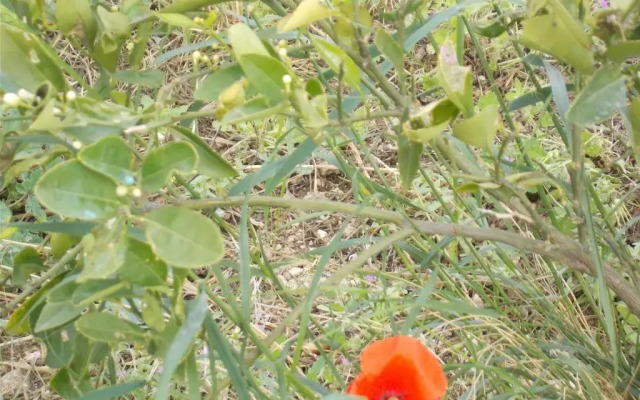 Spiti tou Papa sto Vouno