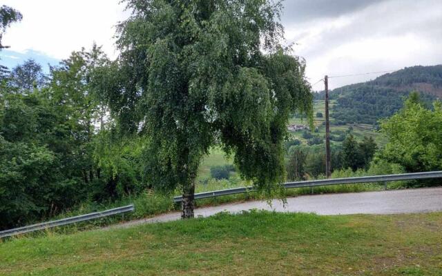 Betulla Bianca Bedollo Ospitar