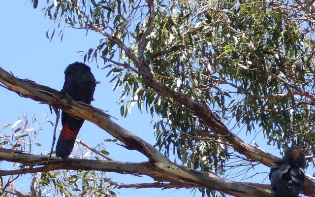 Cooinda Holiday Village