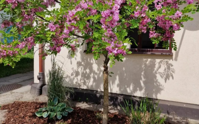 Apartament Cassino