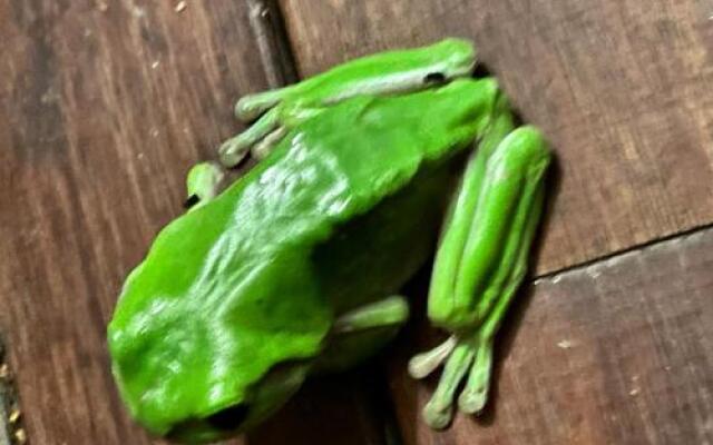 Eumundi Guesthouse and B&B