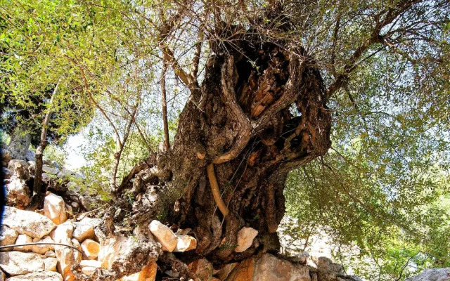 Villa Kounouvato Ithaca