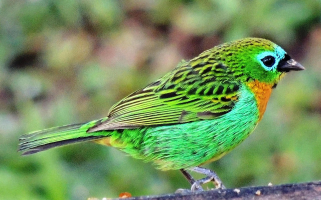 Plaza Caldas da Imperatriz Resort & Spa