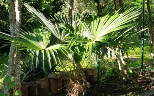 Vila Teodora