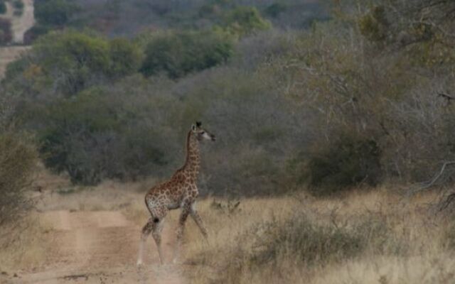 Thulani